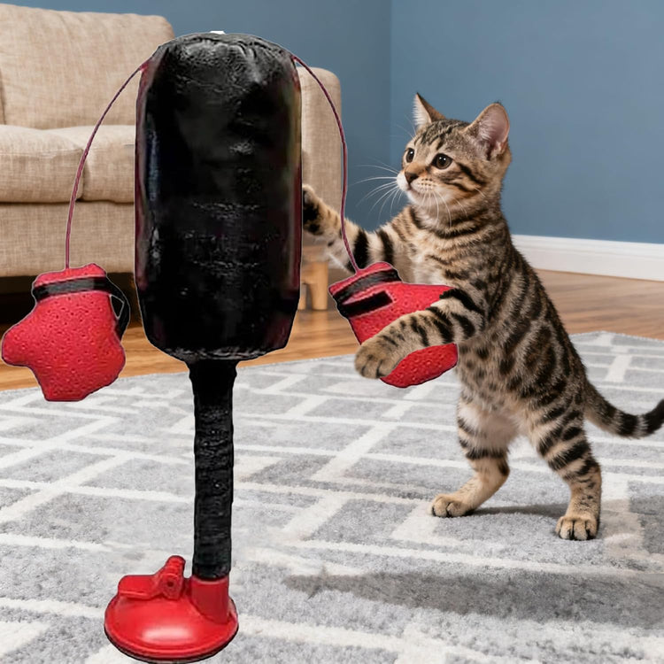 Best Cat Toys & Accessories